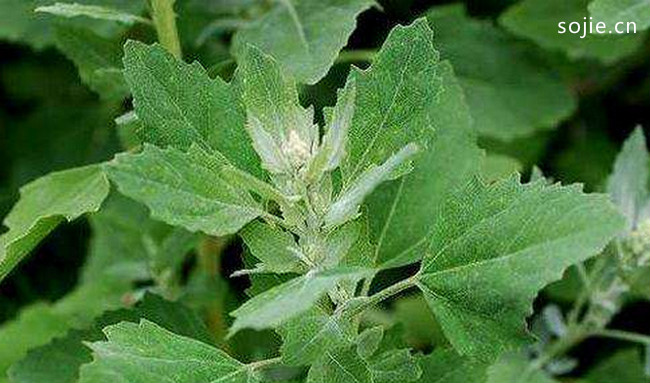 十大野菜种类大全野菜有哪些常见品种